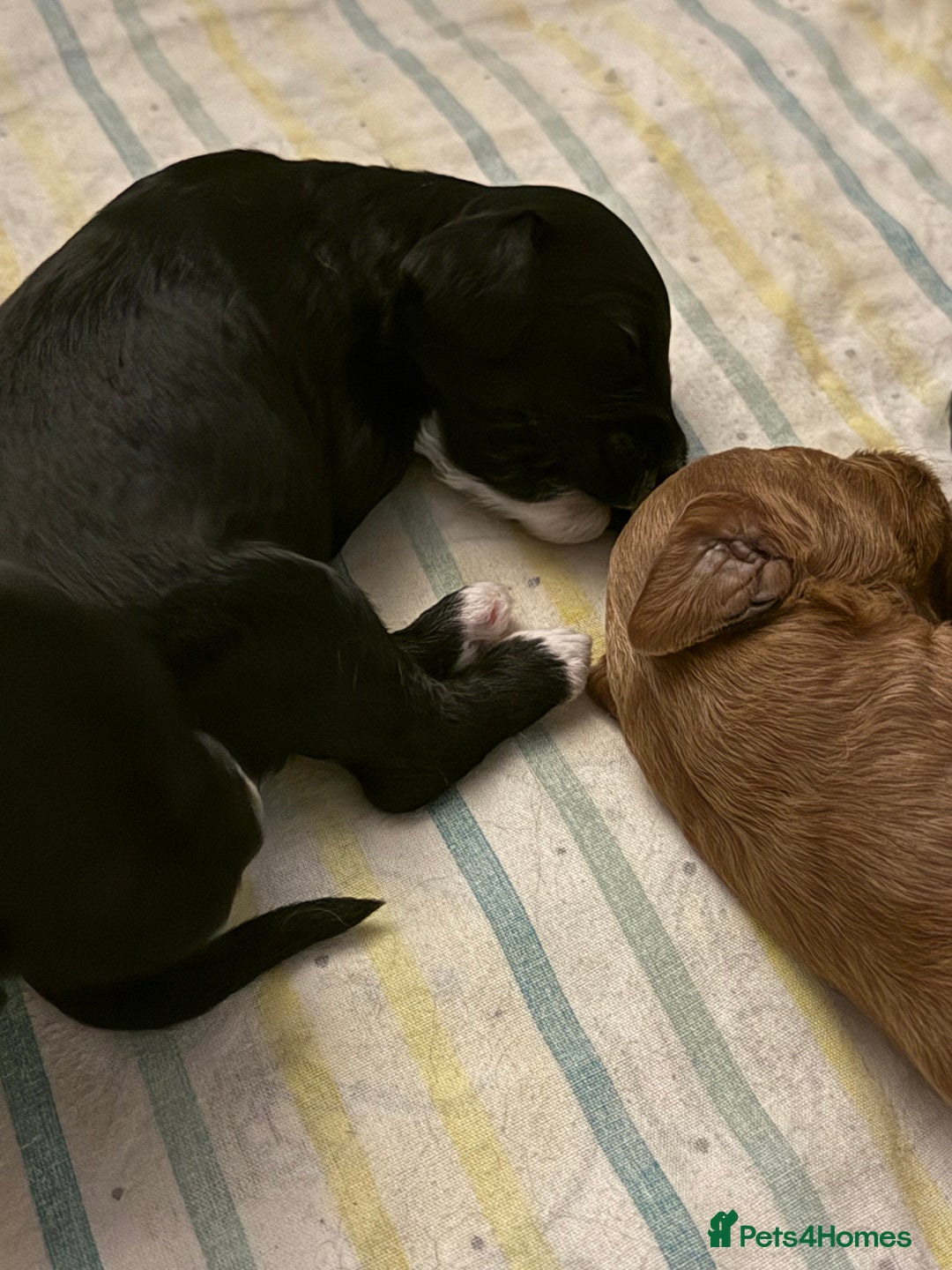 Cavapoo dogs for sale: Miniature CavaPoos - Image 3