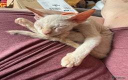 Sphynx cats for sale: Sphynx girls beautiful loving babies - Image 7