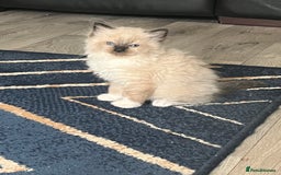 Ragdoll cats for sale: Amazing pure bred ragdolls  - Image 8