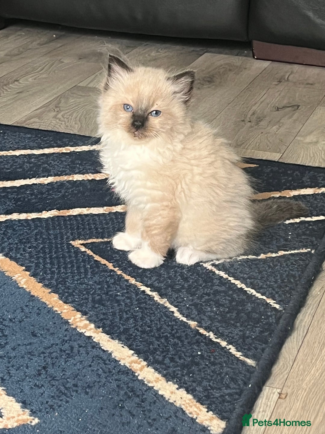 Ragdoll cats for sale: Amazing pure bred ragdolls  - Image 8