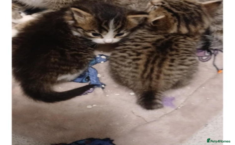 Bengal cats - Advert 8