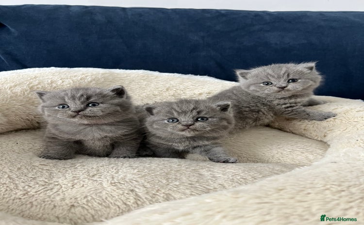 British Shorthair cats - Advert 12