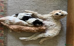 Cavapoo dogs for sale: Perfect family Cavapoos. Home raised, ready 28 Oct - Image 2