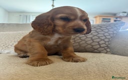 Cocker Spaniel dogs for sale: Stunning Litter KC Reg Show Cocker Spaniel Puppies - Image 16