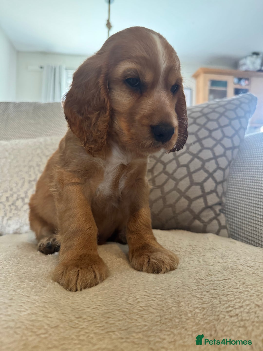 Cocker Spaniel dogs for sale: Stunning Litter KC Reg Show Cocker Spaniel Puppies - Image 16