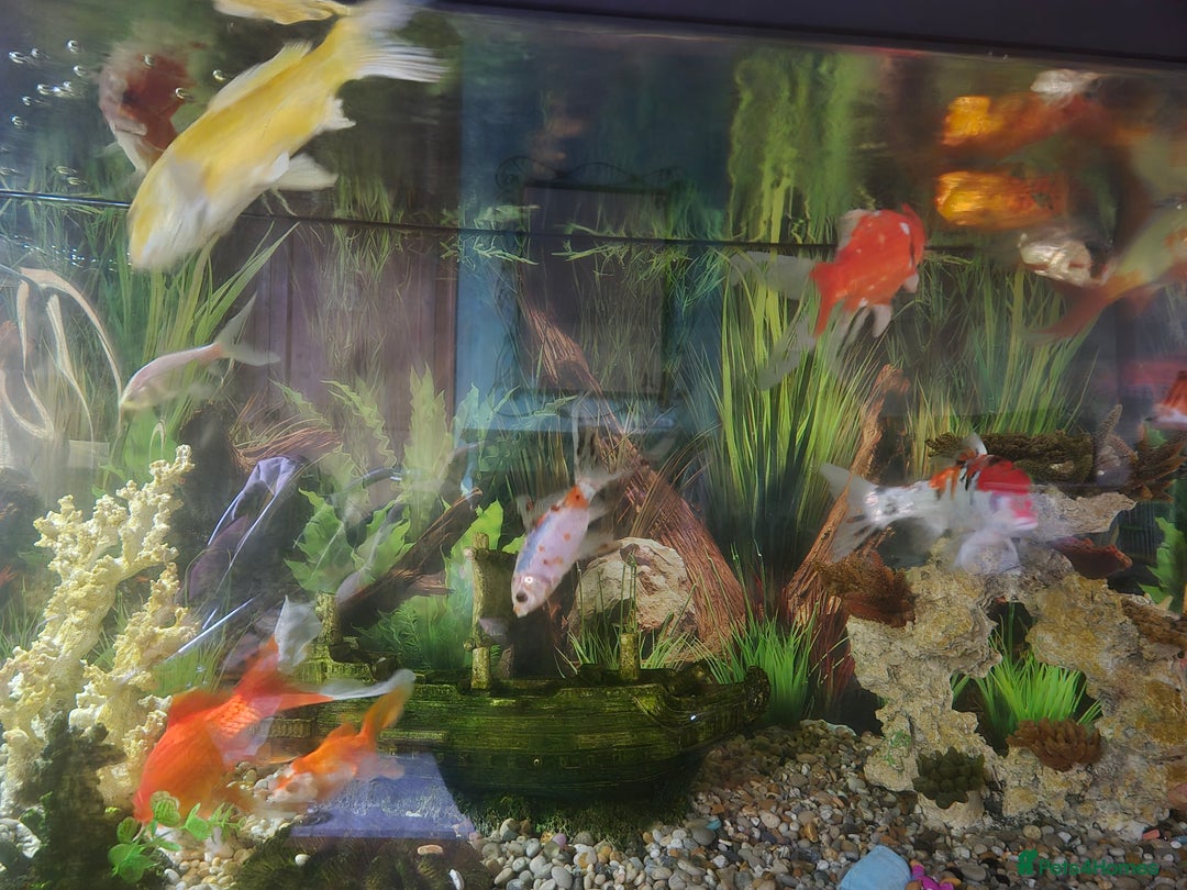 Koi Carp fish for sale: Koi carol and fency gold fish, ryukins oranda fish - Image 3