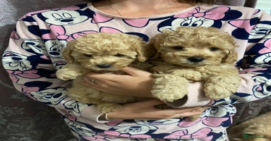 Toy Poodle dogs - Advert 13