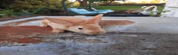 Rex rabbits for sale: Orange rex babies - Advert 6