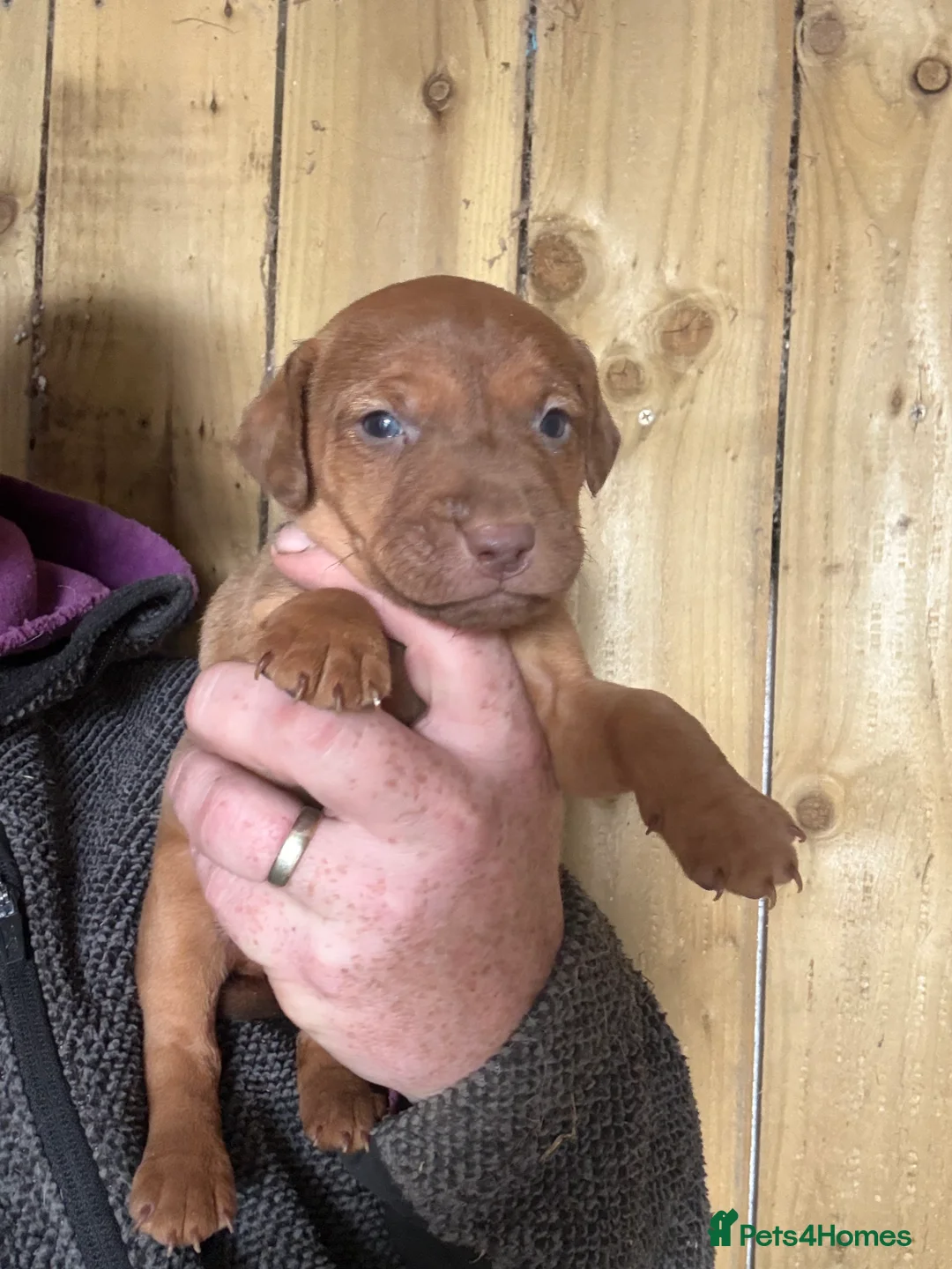 Patterdale Terrier dogs for sale: Ready NOW 9 weeks old - Advert 22