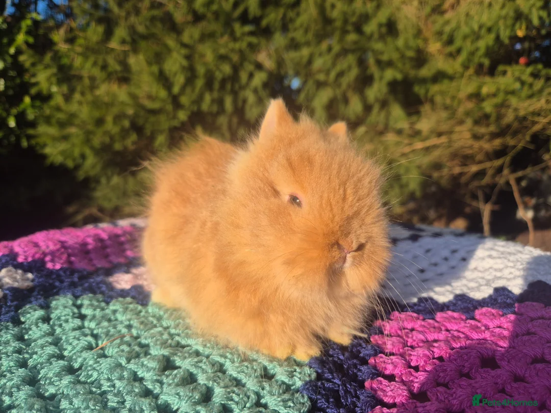 Angora rabbits for sale: 💓OUTSTANDING TEDDYDWERG, IMPORTED PARENTS💙  - Advert 6