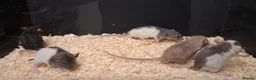 Rat rodents for sale: Baby Dumbo Rat's, various types  - Advert 10