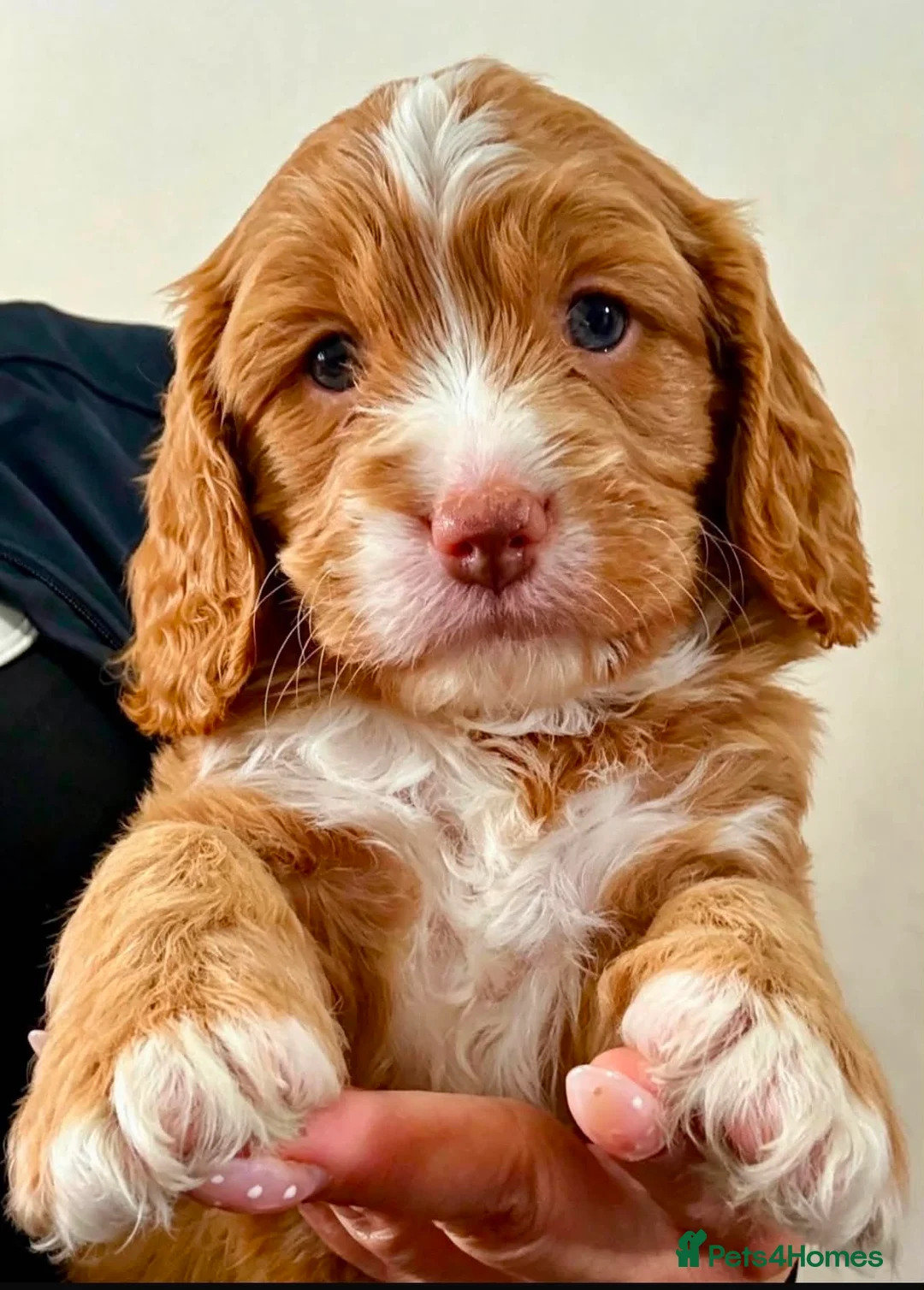Cavapoo dogs for sale: BEAUTIFUL TOY CAVAPOO PUPPIES! in Bolton - Advert 2