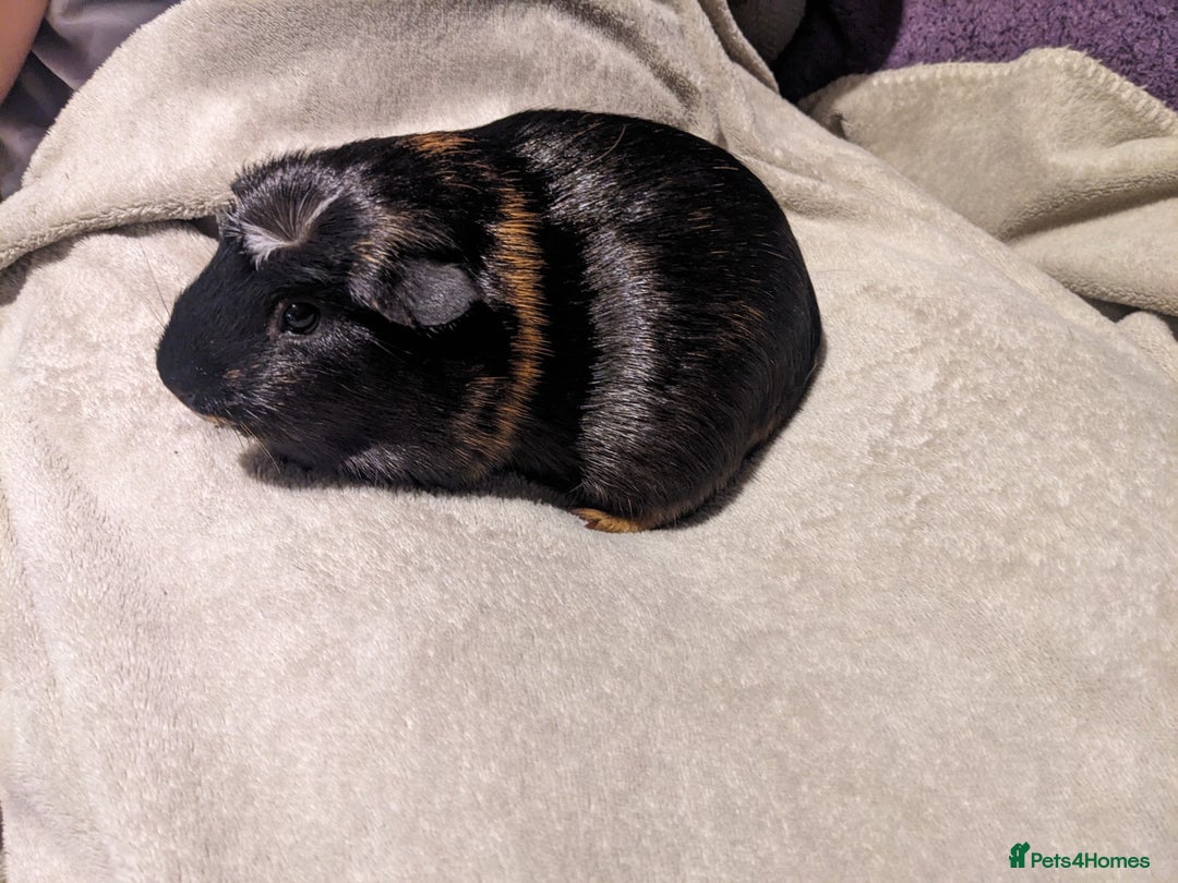 Guinea Pig rodents for sale: Baby guinea pigs  - Advert 5