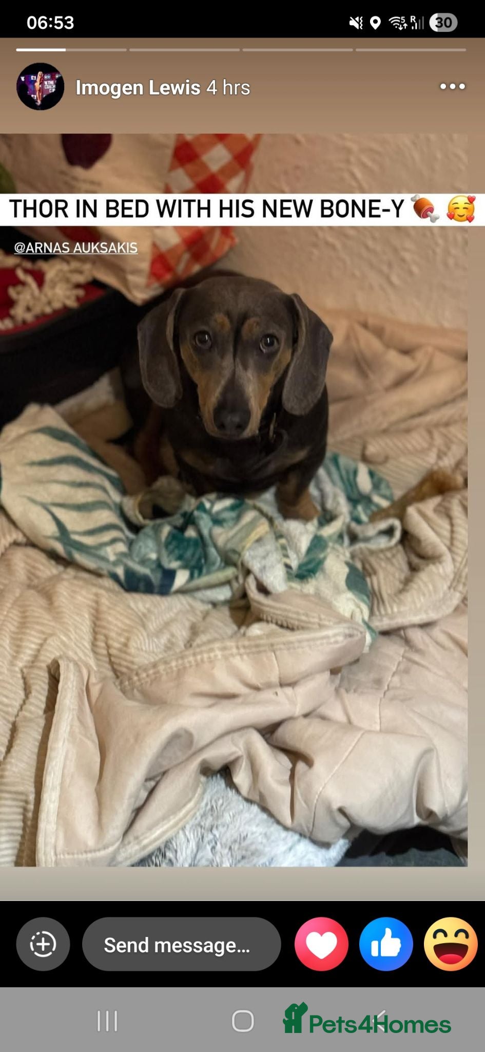 Dachshund dogs Thor looking for new home - Advert 1