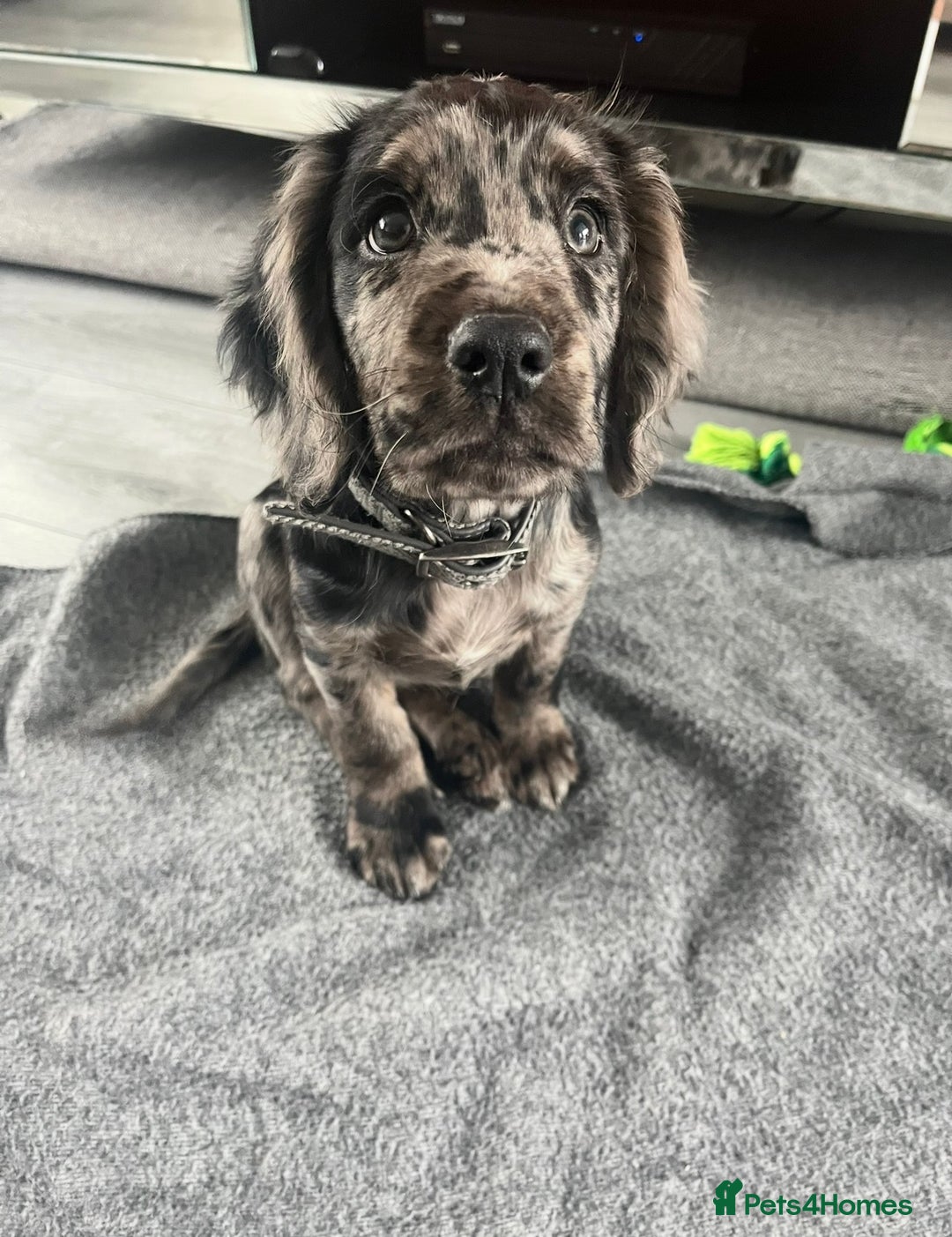 Cocker Spaniel dogs for sale: Beautiful Merle cocker spaniel - Advert 9