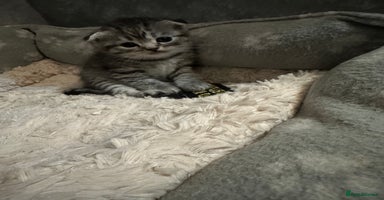 Scottish Fold cats - Advert 8