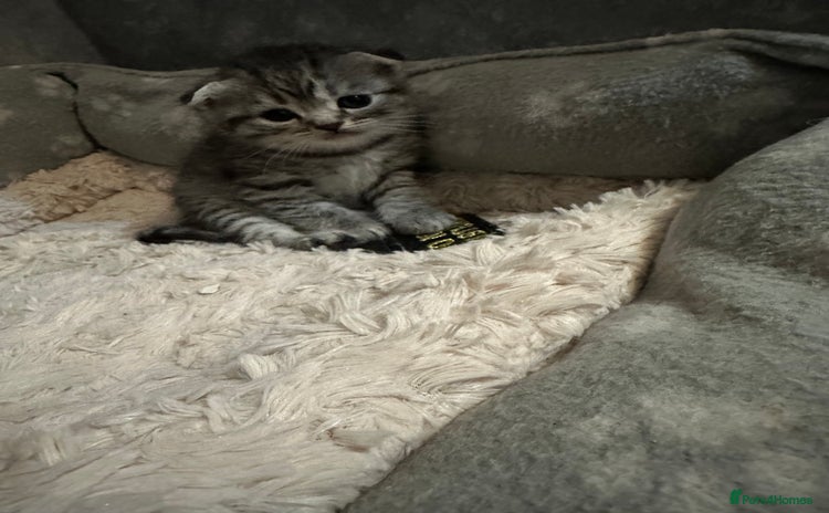 Scottish Fold cats - Advert 4