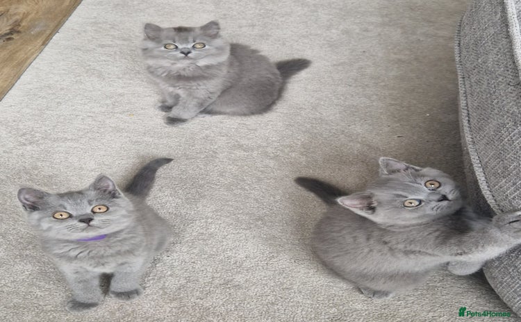 British Shorthair cats - Advert 16