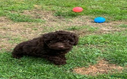 Cockapoo dogs for sale: READY NOW F1b Cockapoo puppies DNA CLEAR - Image 13
