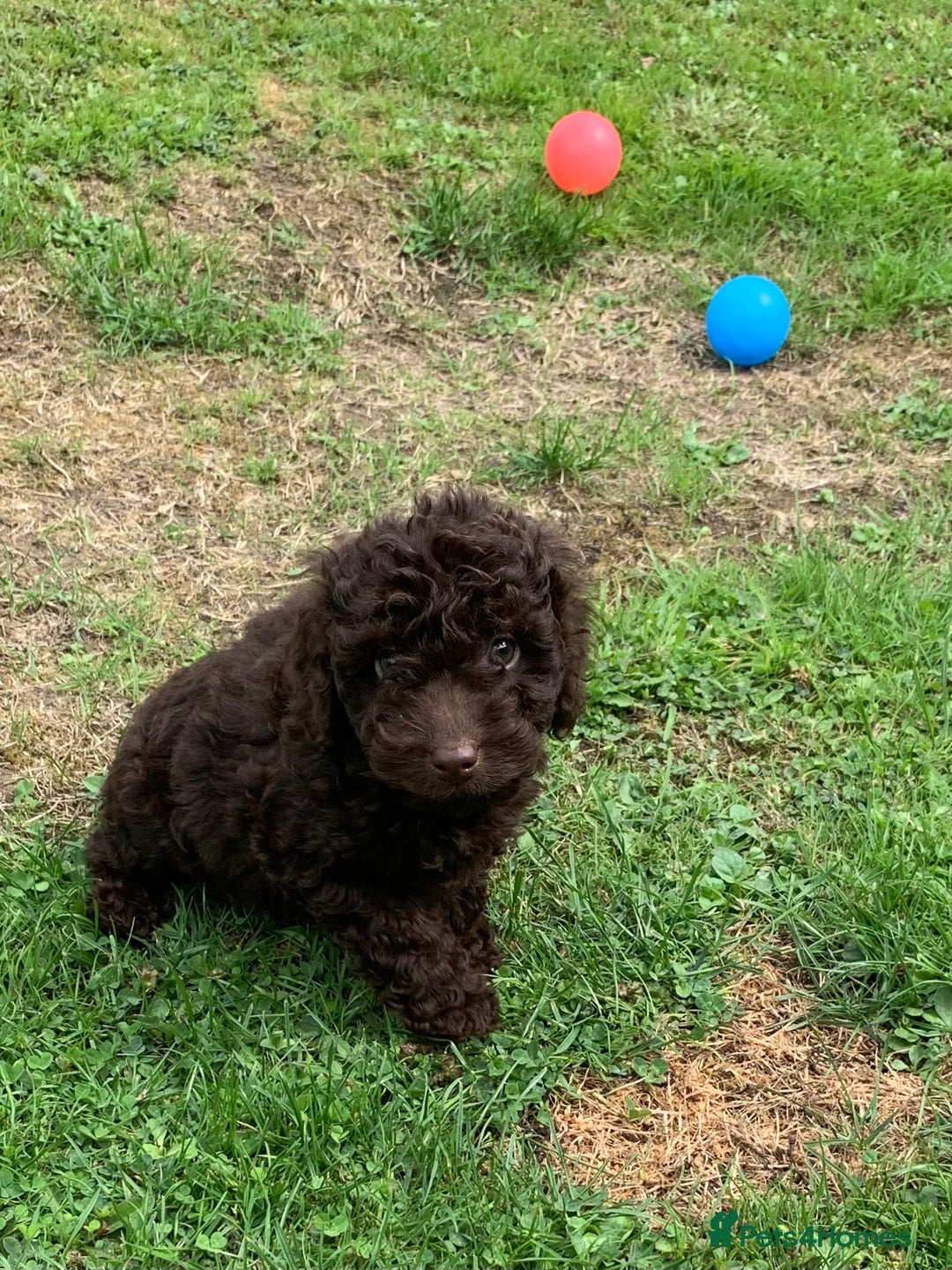 Cockapoo dogs for sale: READY NOW F1b Cockapoo puppies DNA CLEAR - Image 13