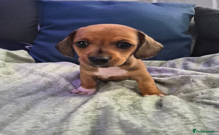 Mixed Breed dogs - Advert 1