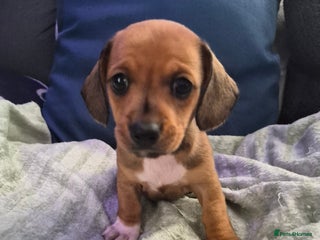 Mixed Breed dogs - Advert 30