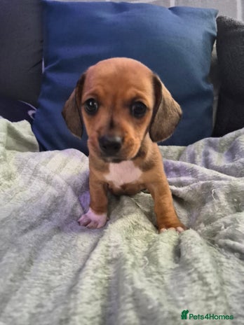 Mixed Breed dogs - Advert 1