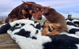 Australian Kelpie dogs for sale: Australian Kelpie Puppies WKC Registered - Image 32