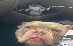 Mixed Breed dogs for sale: Pocket bully - Image 5