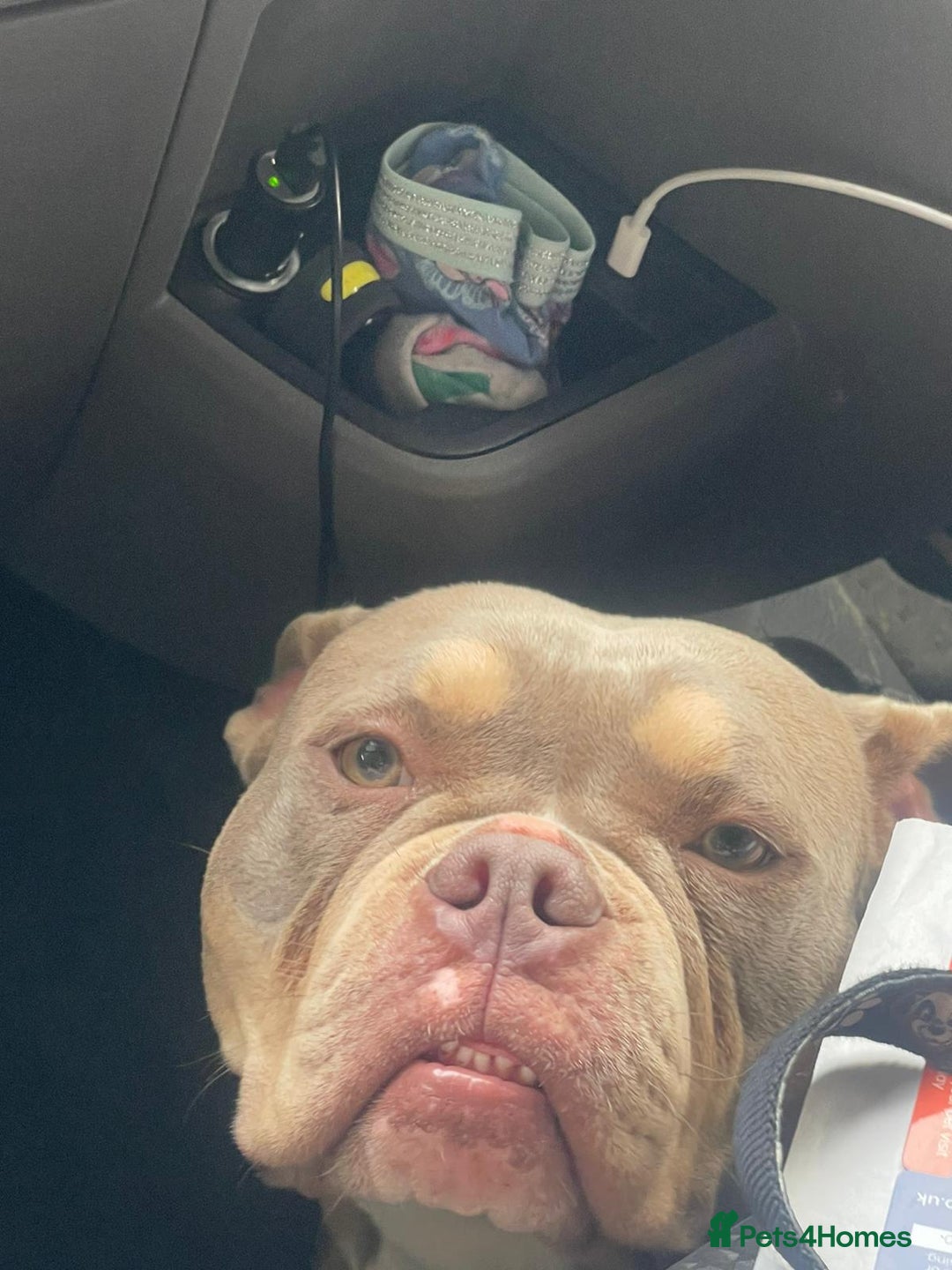 Mixed Breed dogs for sale: Pocket bully - Image 5