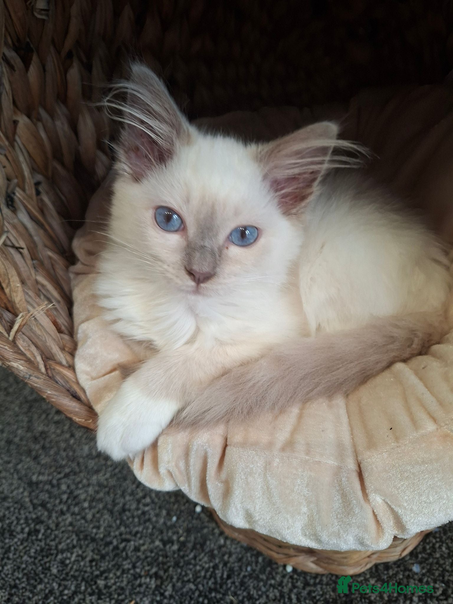 Ragdoll cats GCCF Lilac Ragdolls ready now  - Advert 1