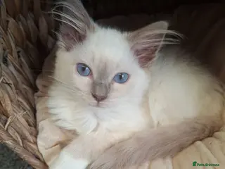 Ragdoll cats GCCF Lilac Ragdolls ready now - Advert 1
