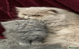 Persian cats for sale: 2 ULTRA AFFECTIONATE COLOURPOINT PERSIAN KITTENS  - Image 10