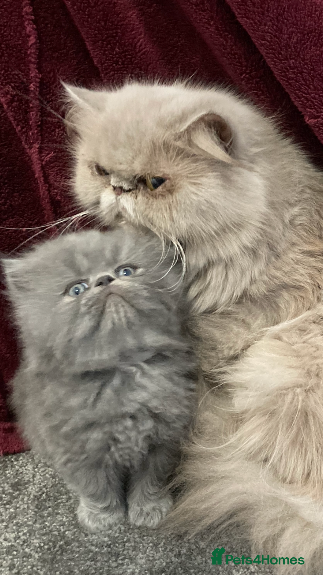 Persian cats for sale: 2 ULTRA AFFECTIONATE COLOURPOINT PERSIAN KITTENS  - Image 10