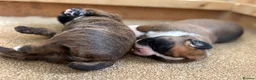 Boxer dogs for sale: Gorgeous Boxer Babies  - Advert 10
