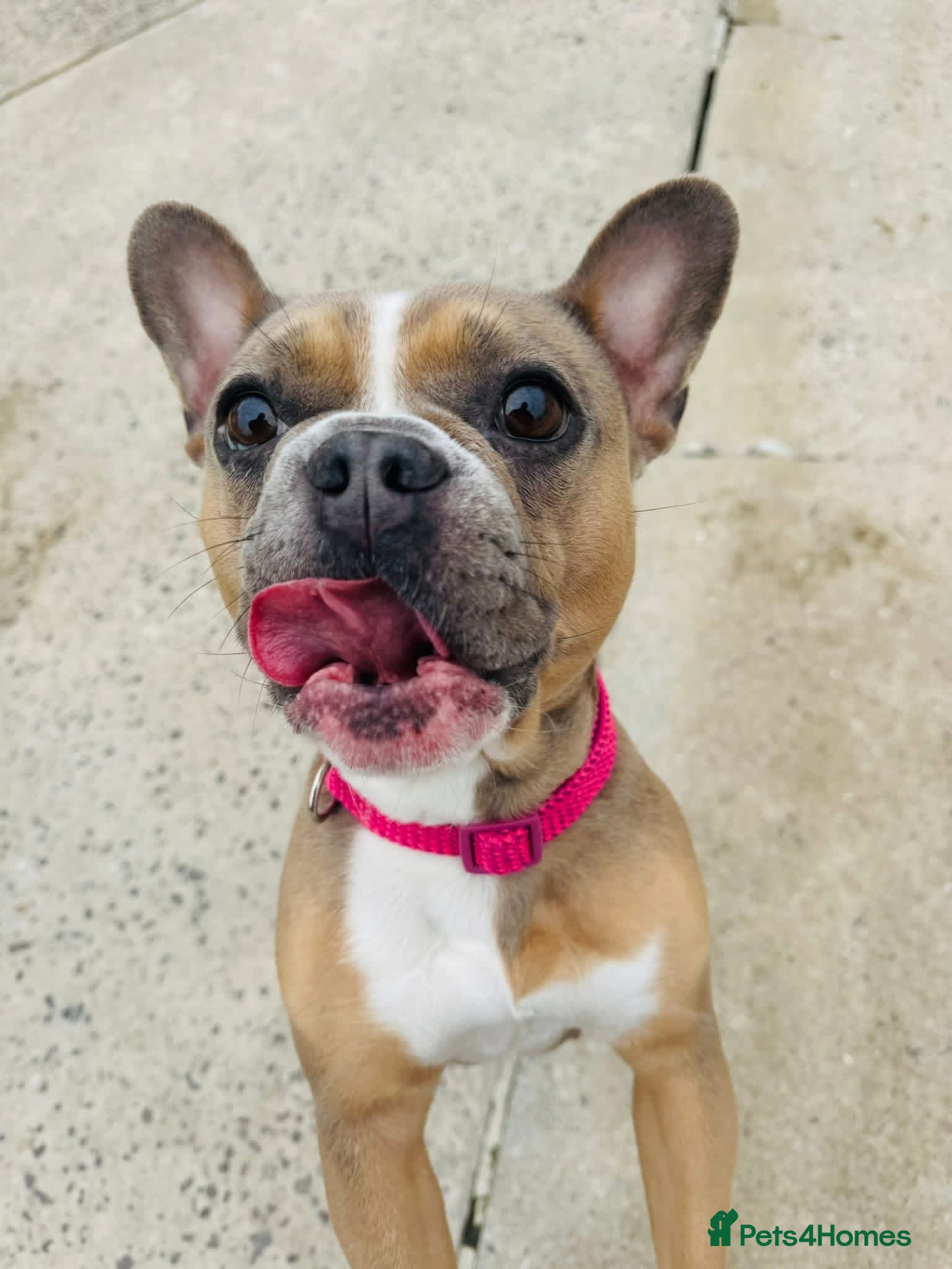 French Bulldog dogs French Bulldog 4 years old - Advert 1