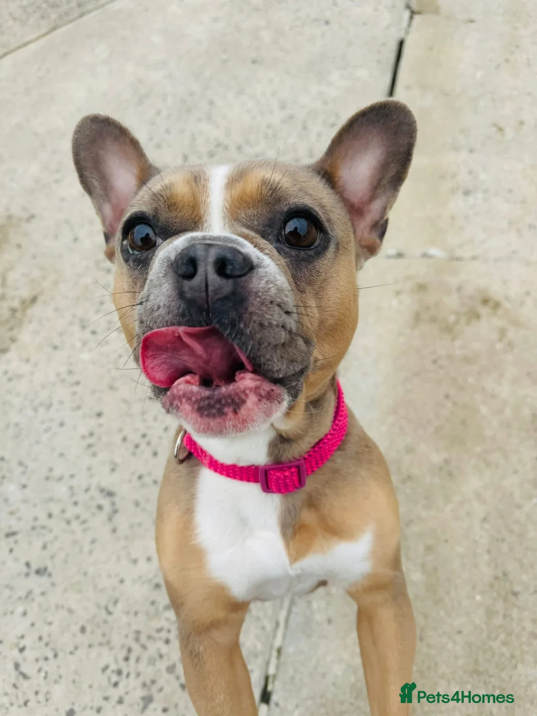 French Bulldog dogs for sale: French Bulldog 4 years old - Advert 1