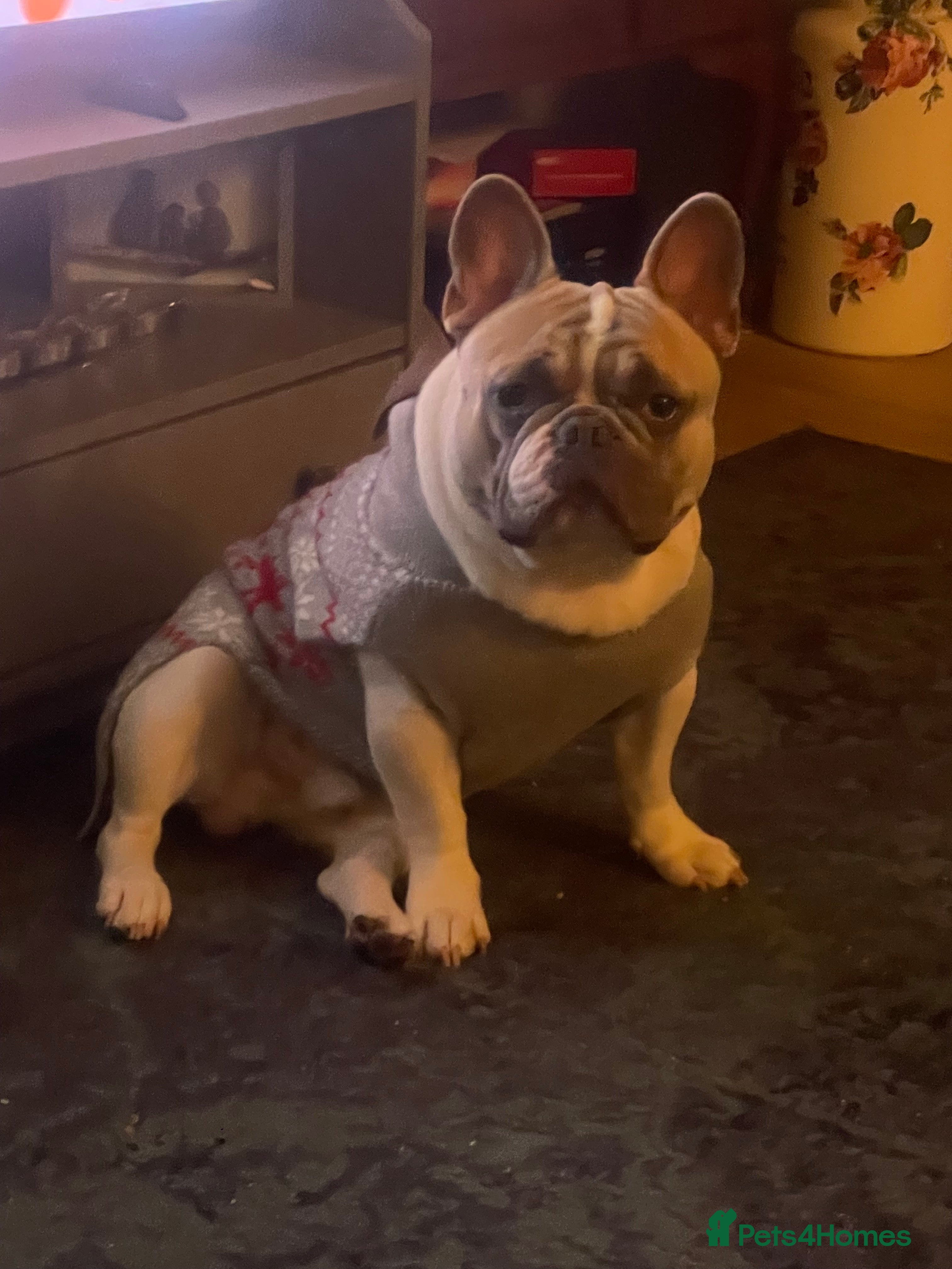 French Bulldog dogs Our beautiful boy Herbie - Advert 2