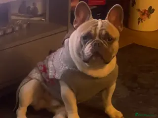 French Bulldog dogs Our beautiful boy Herbie - Advert 4