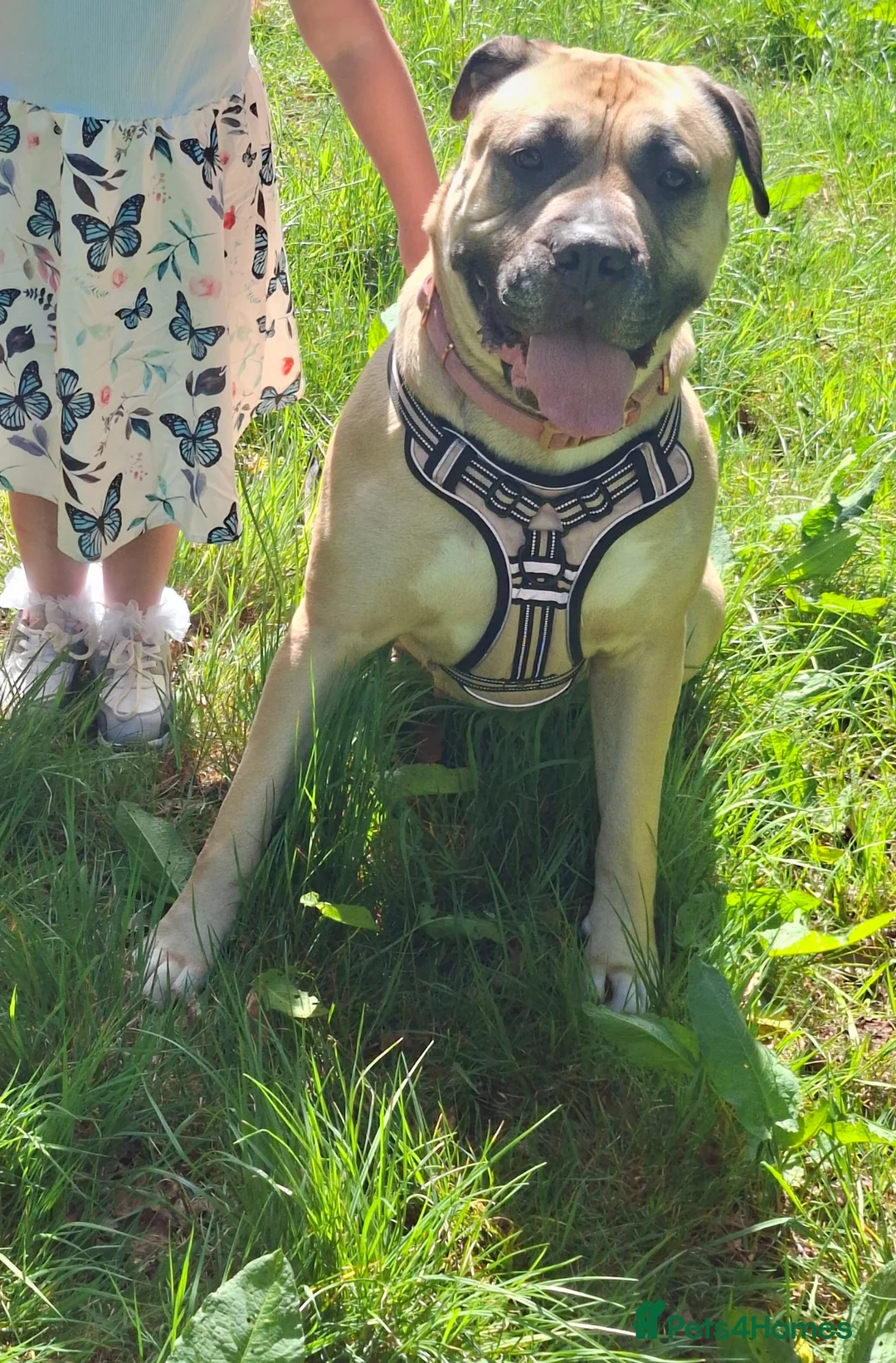 Mixed Breed dogs for sale: Muscle mastiff puppies  - Advert 1