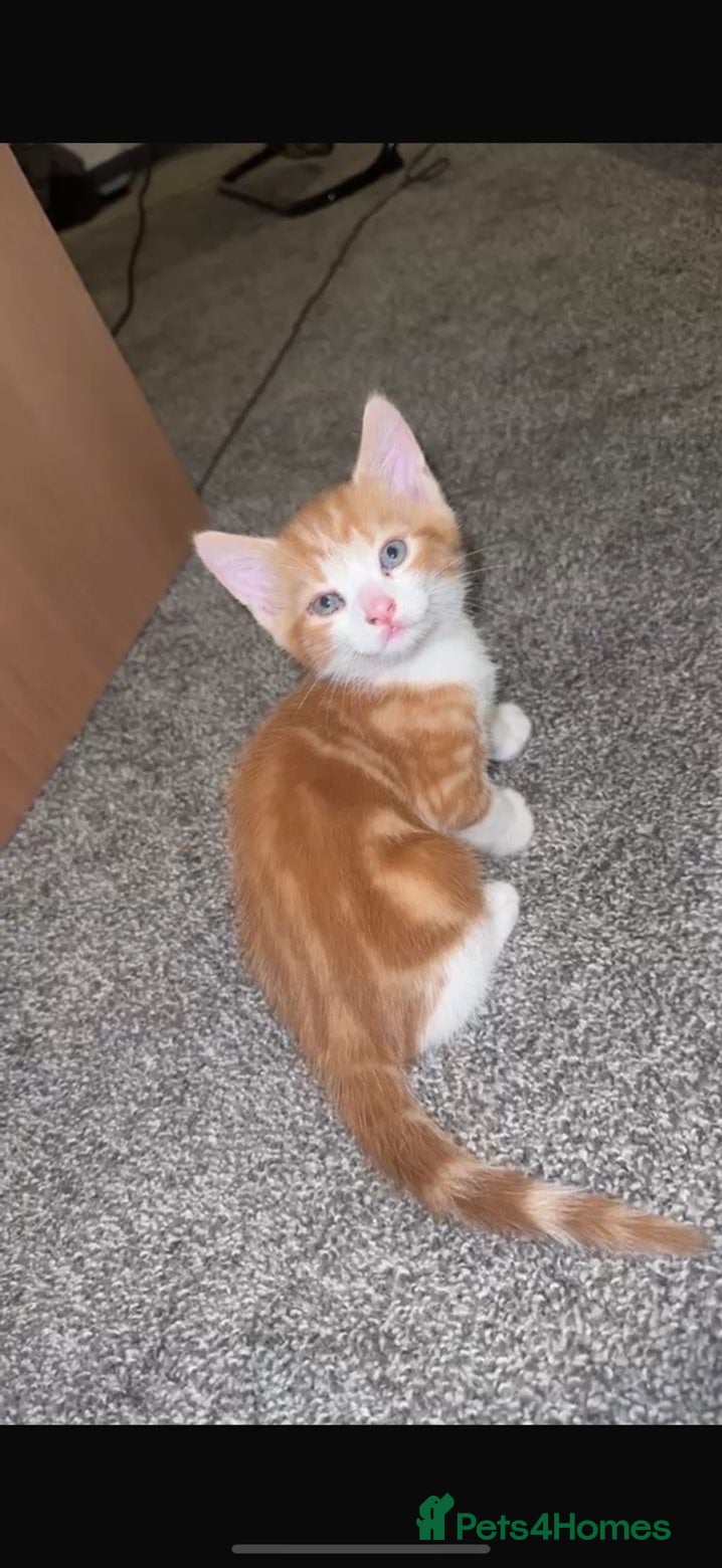 Mixed Breed cats Only 2 left!Gorgeous Kittens😍 Ready To Leave Now! - Advert 2