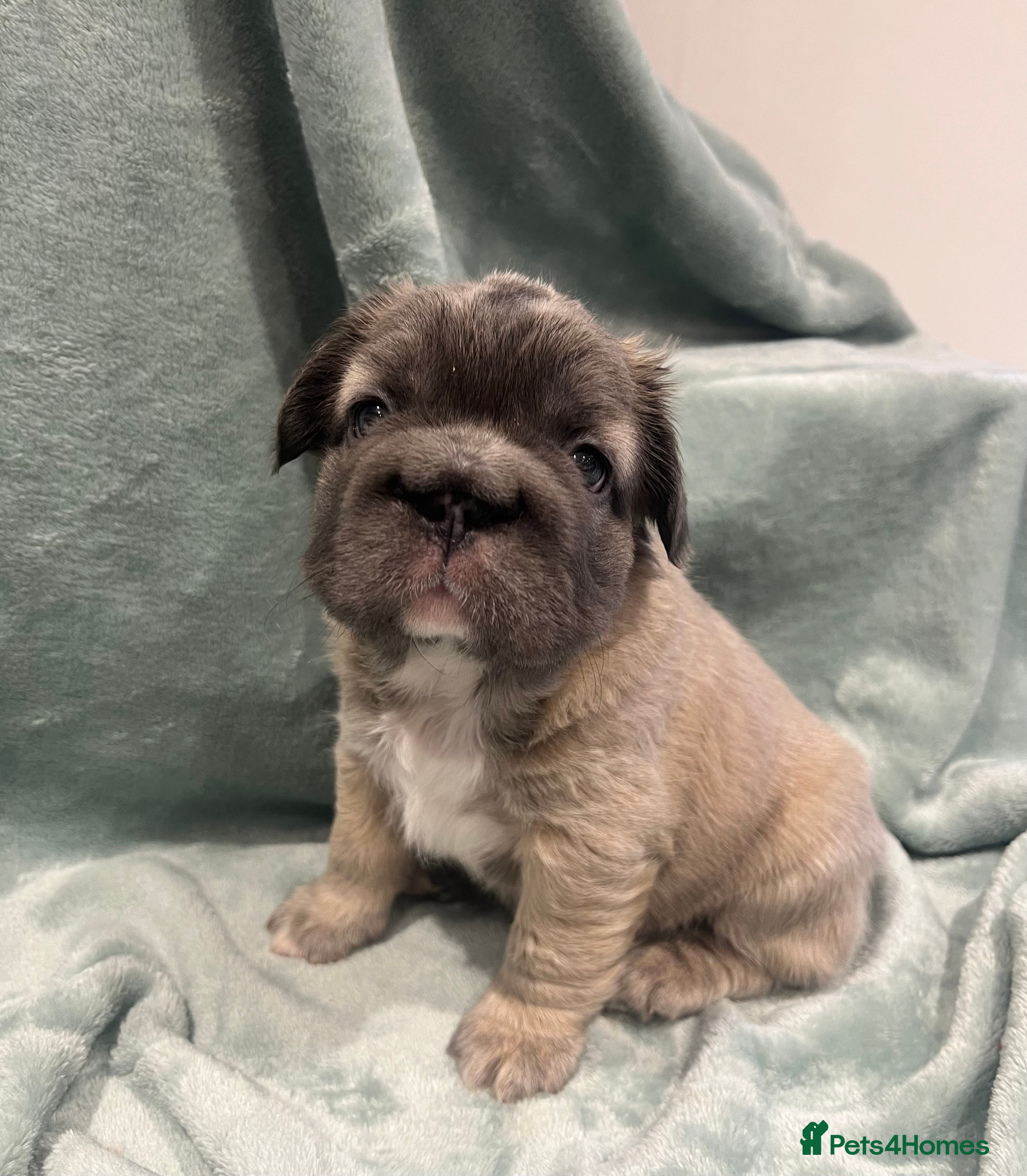 French Bulldog dogs ✨5 Beautiful Fluffy French Bulldog Puppies ✨ - Advert 1