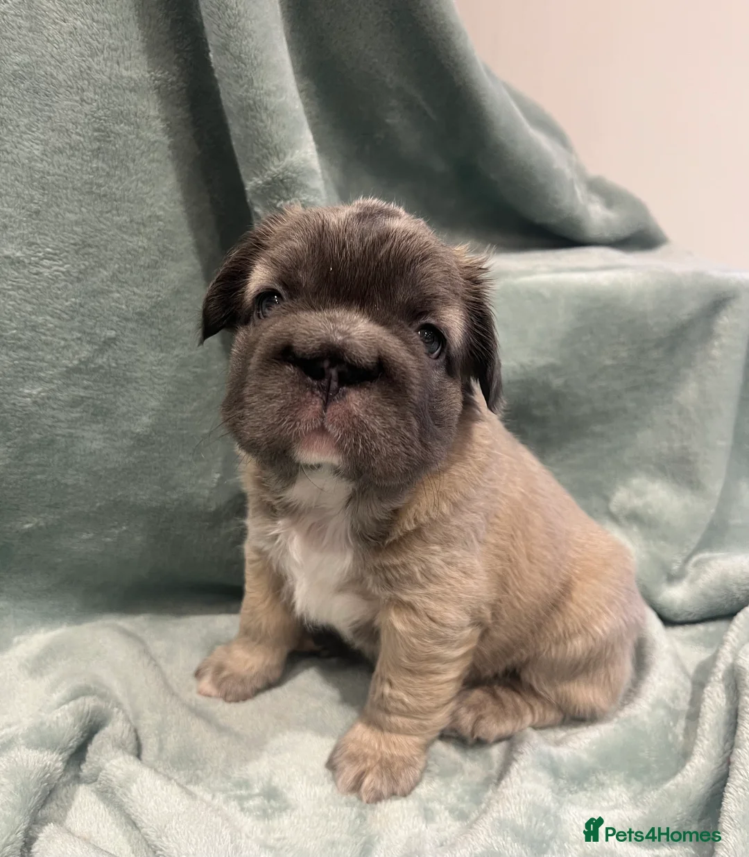 French Bulldog dogs for sale: ✨5 Beautiful Fluffy French Bulldog Puppies ✨ - Advert 1