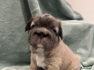 French Bulldog dogs ✨5 Beautiful Fluffy French Bulldog Puppies ✨ - Advert 1