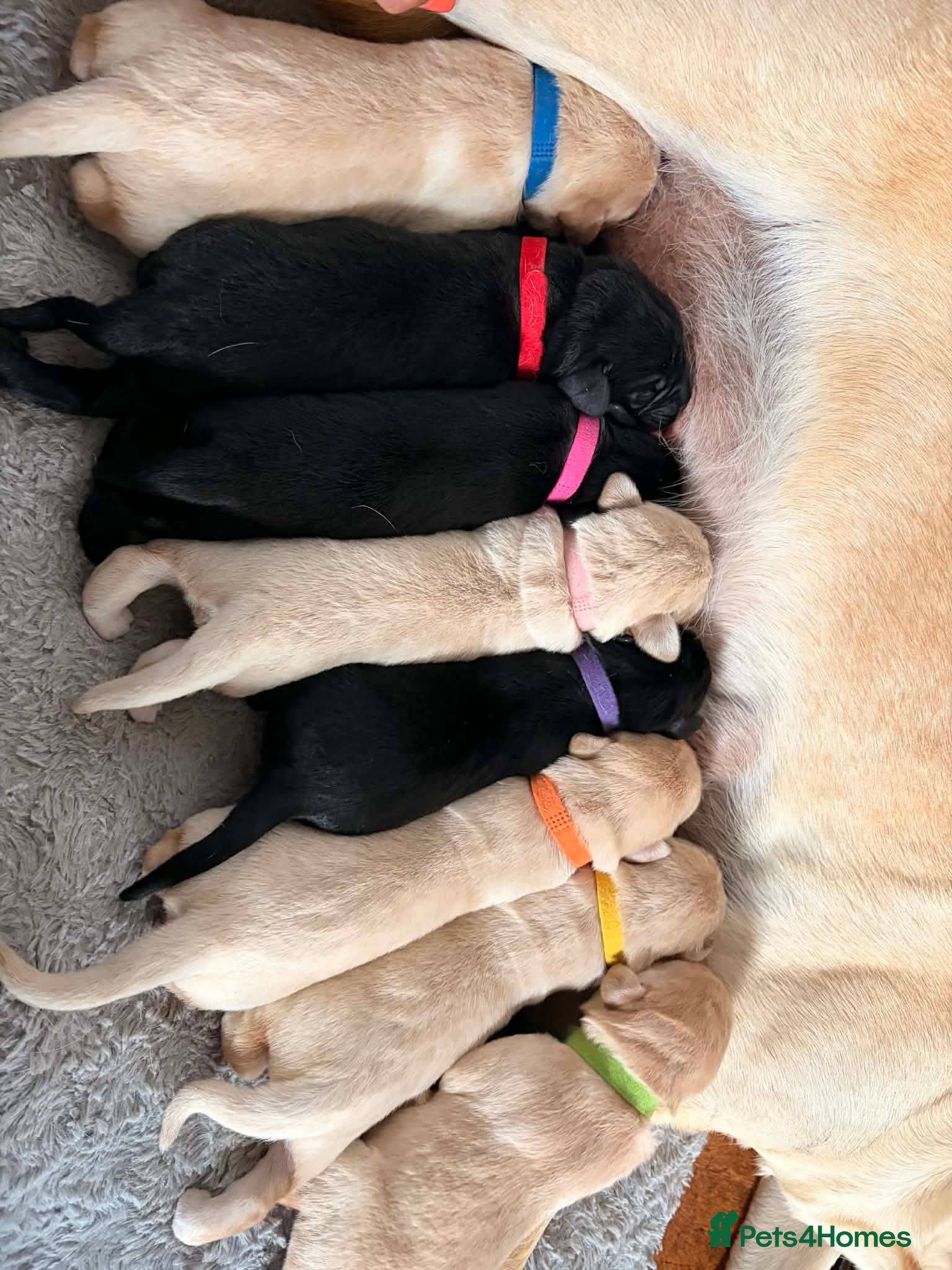 Labrador Retriever dogs 8x KC Reg Labrador's 4b /4g 3black 5 Golden - Advert 15