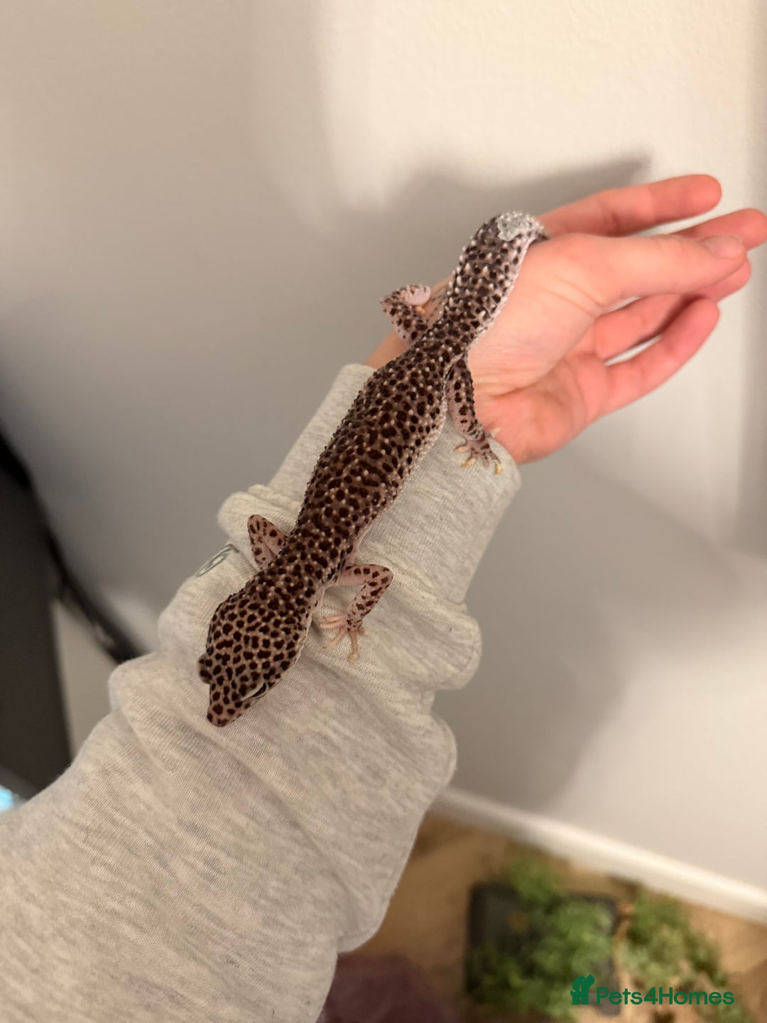 Leopard Gecko reptiles for sale: Female leopard gecko - Advert 7