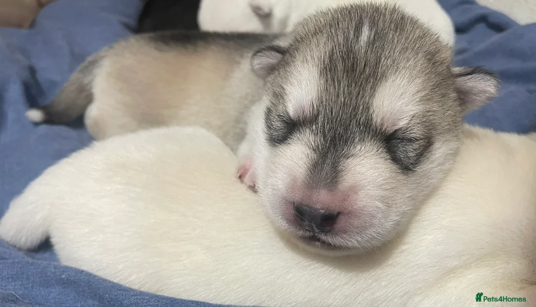 Siberian Husky dogs for sale: Siberian husky puppies  - Advert 16