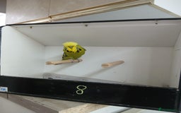 Budgerigars birds for sale: Budgerigars  - Image 11