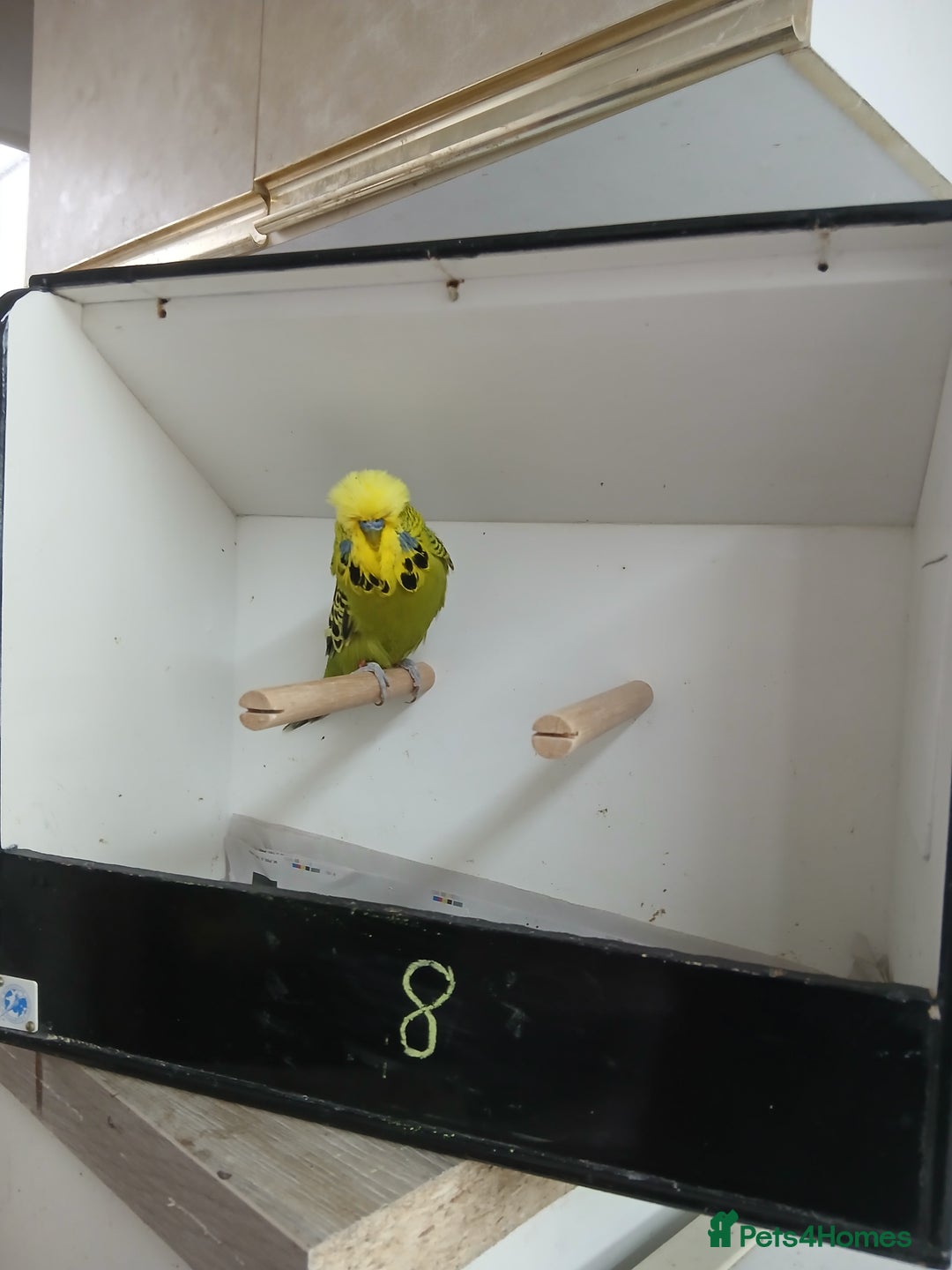 Budgerigars birds for sale: Budgerigars  - Image 11