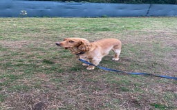 Cocker Spaniel dogs for adoption: Handsome & loyal REGGIE needs a new Loving Home - Image 9